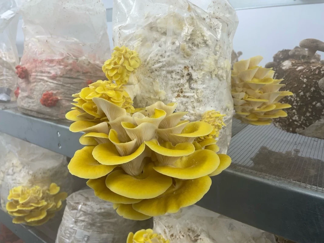 Growing mushrooms bags - Sac O2