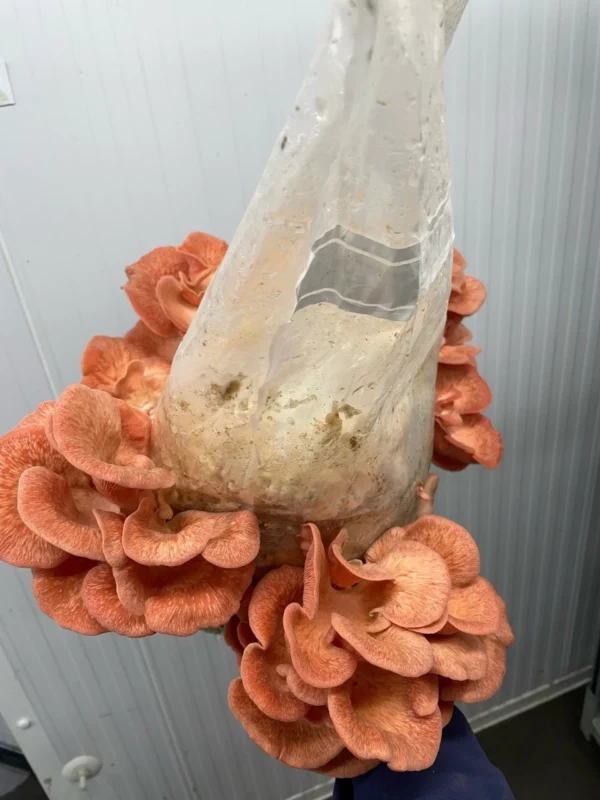 Growing mushrooms bags - Sac O2
